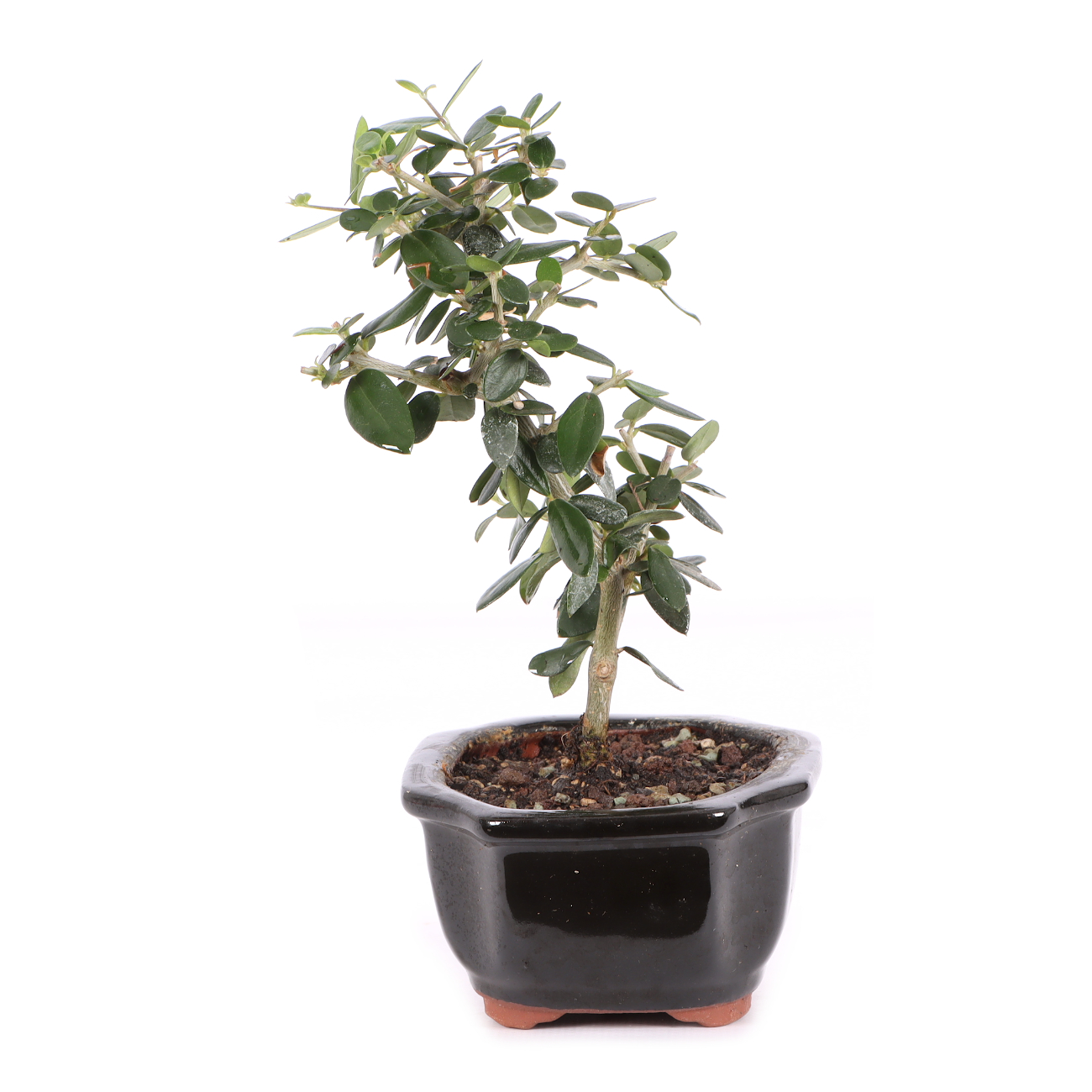 Olea europaea subsp. sylvestris