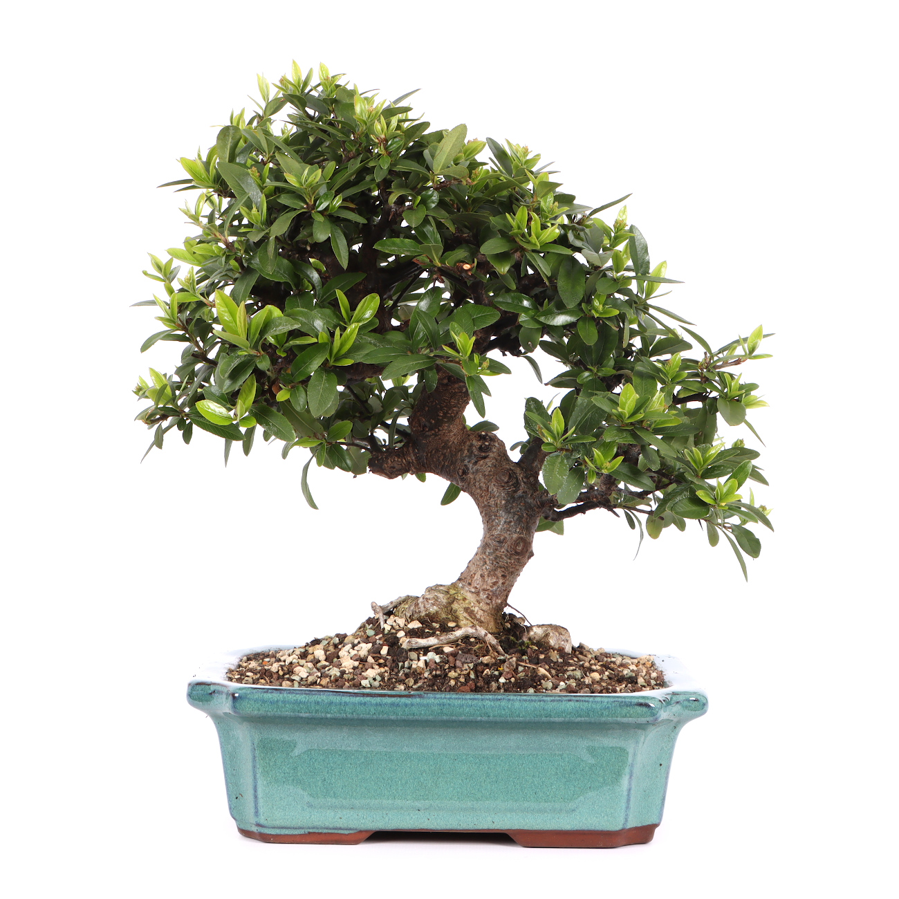 Pyracantha coccinea 'Red Column'