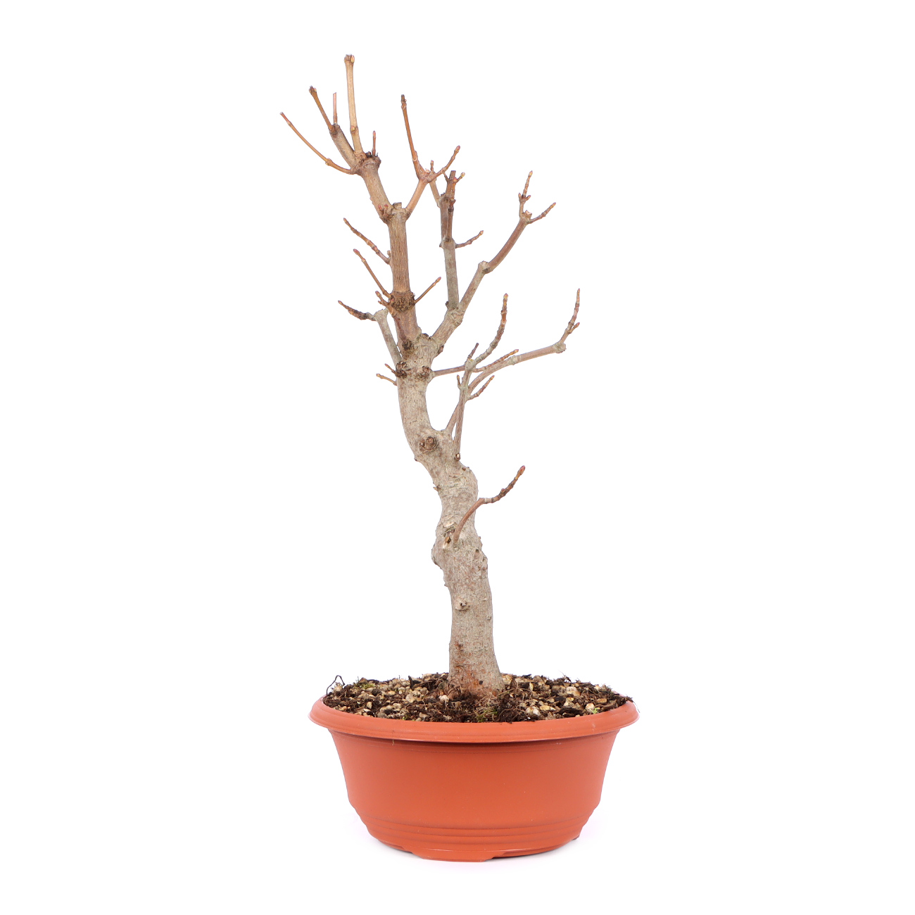 Seitenansicht rechts