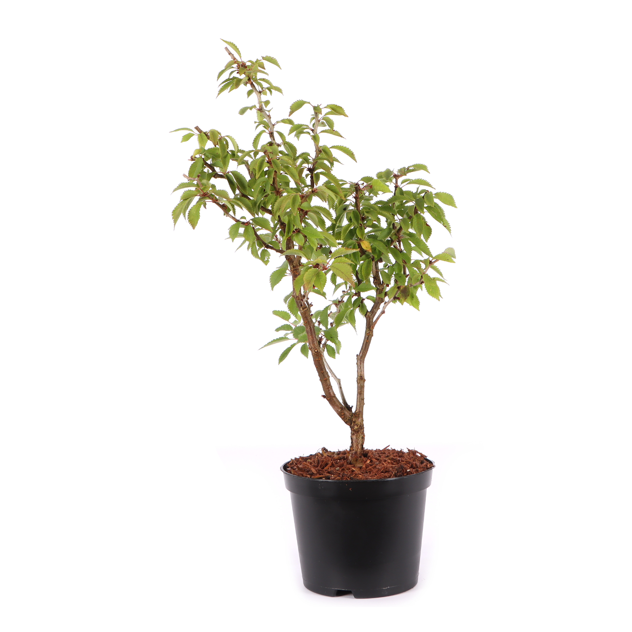 Prunus incisa 'Kojou-no-mai'