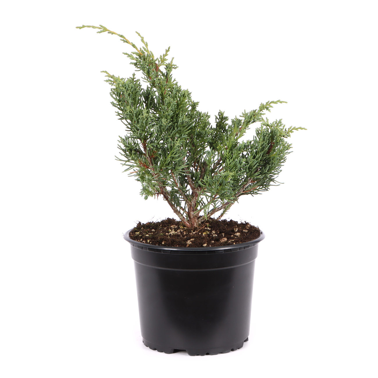 Juniperus chinensis ‘Blaauw‘