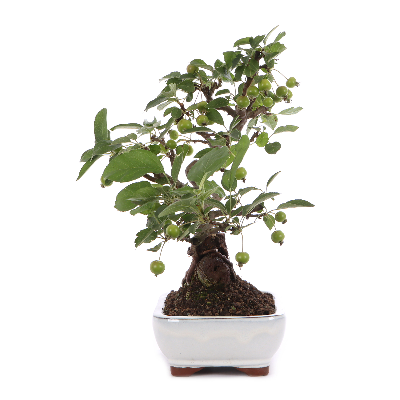 Malus spec.