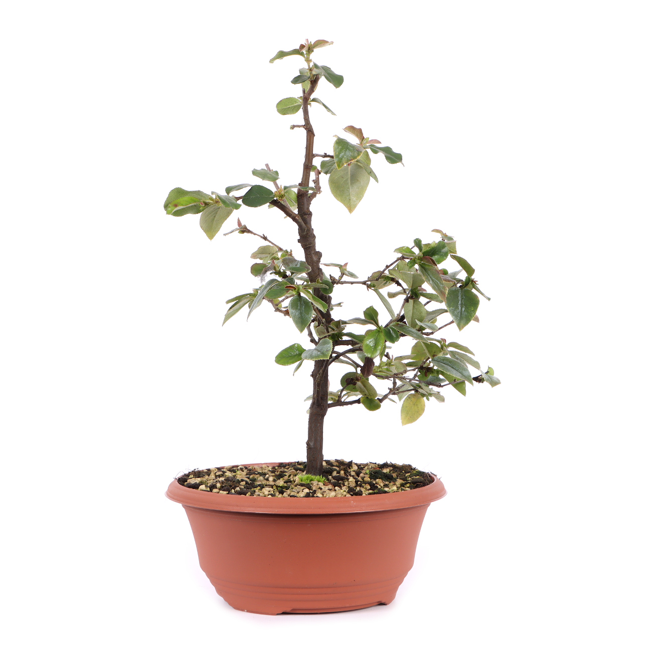 Seitenansicht rechts