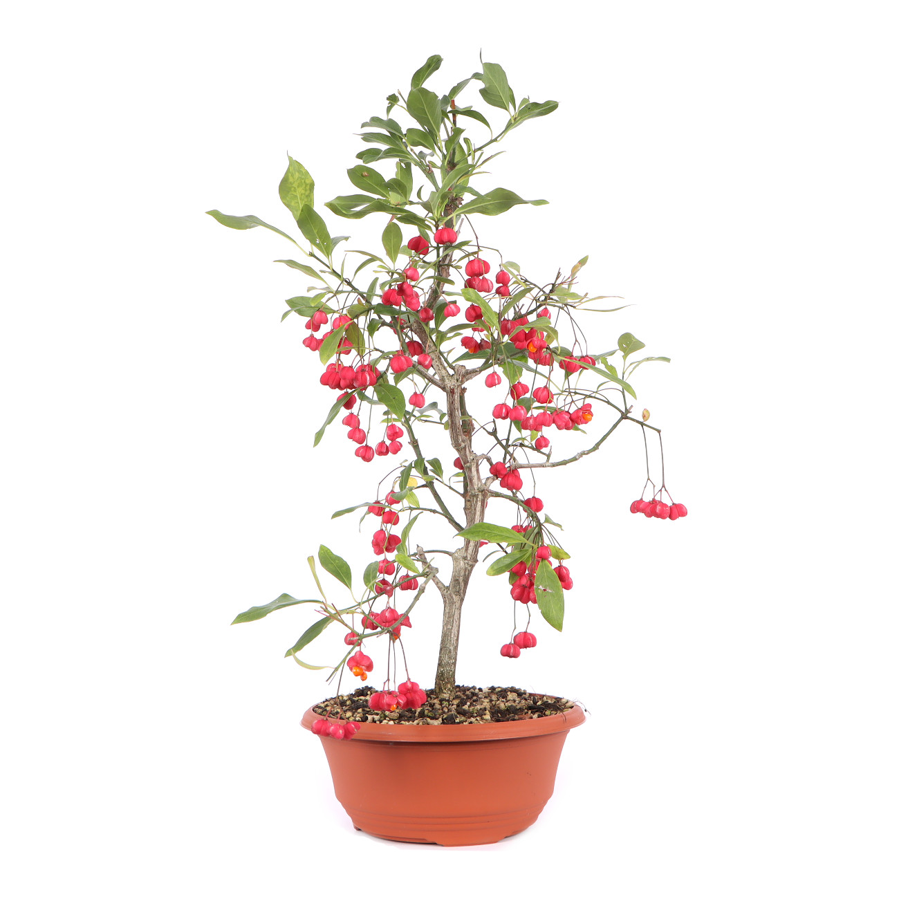 Seitenansicht rechts