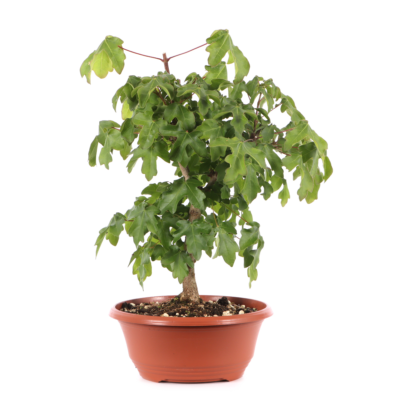Acer campestre