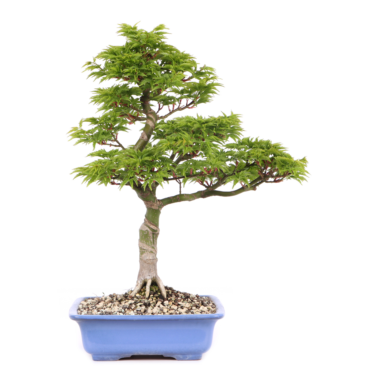Acer palmatum 'Shishigashira'