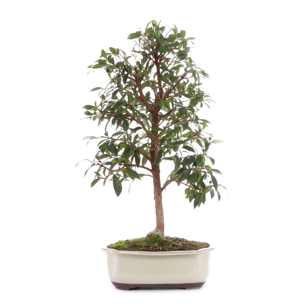 Syzygium paniculatum