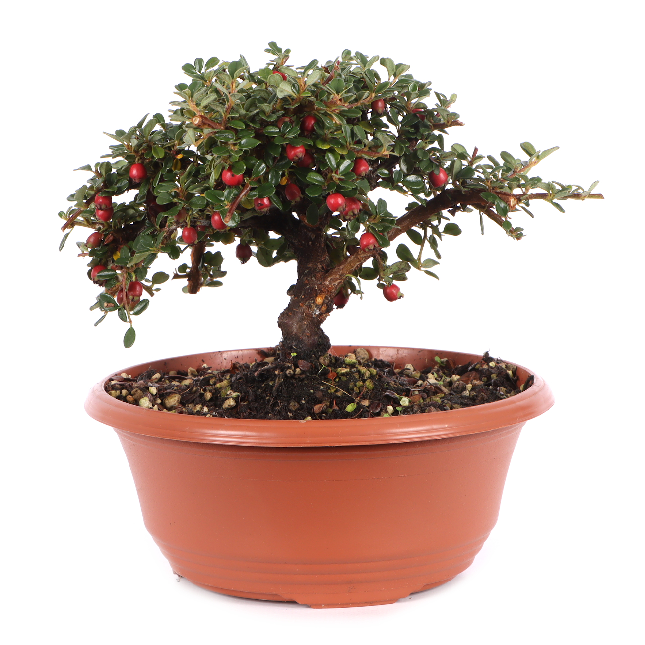 Cotoneaster microphyllus 'Cochleatus'