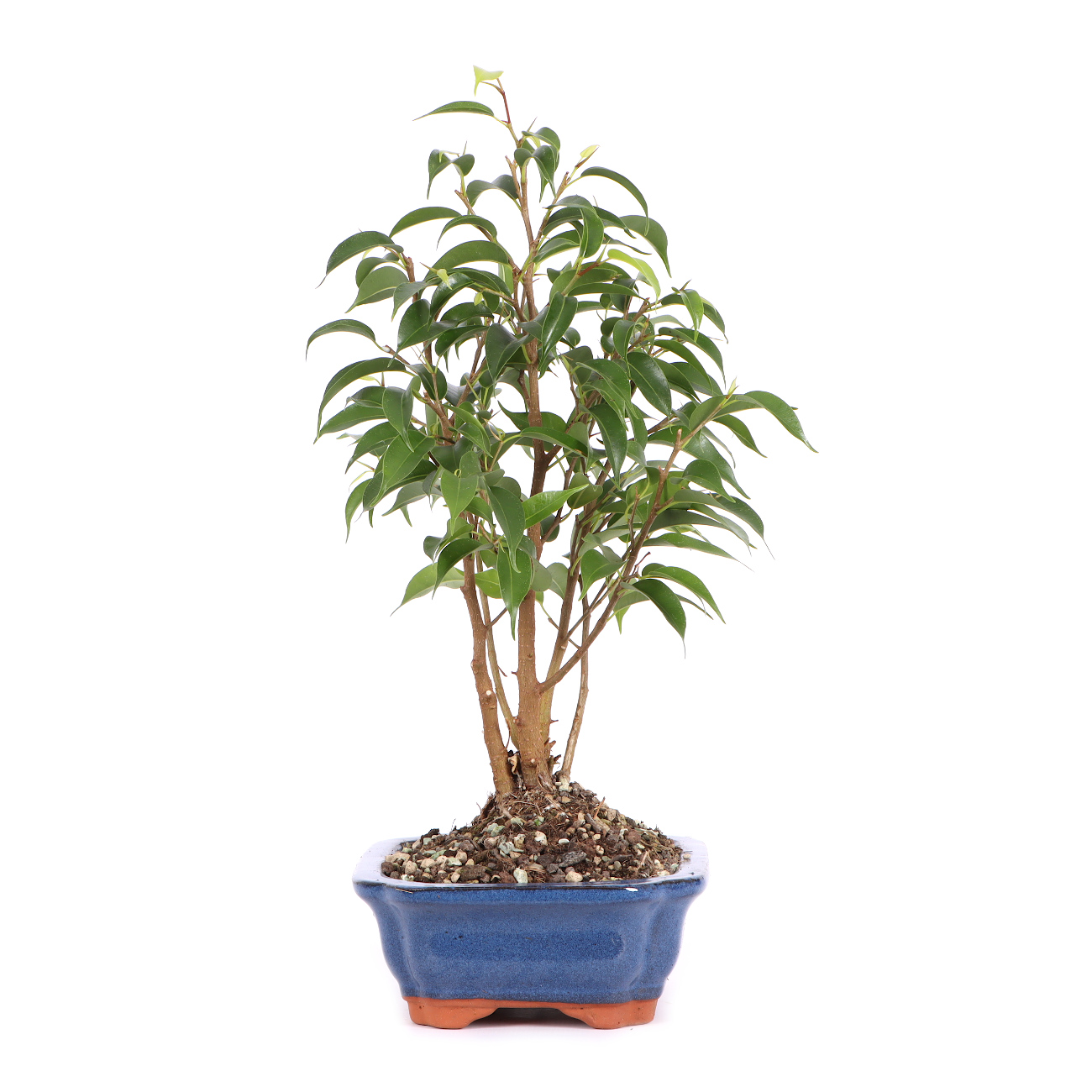 Seitenansicht rechts