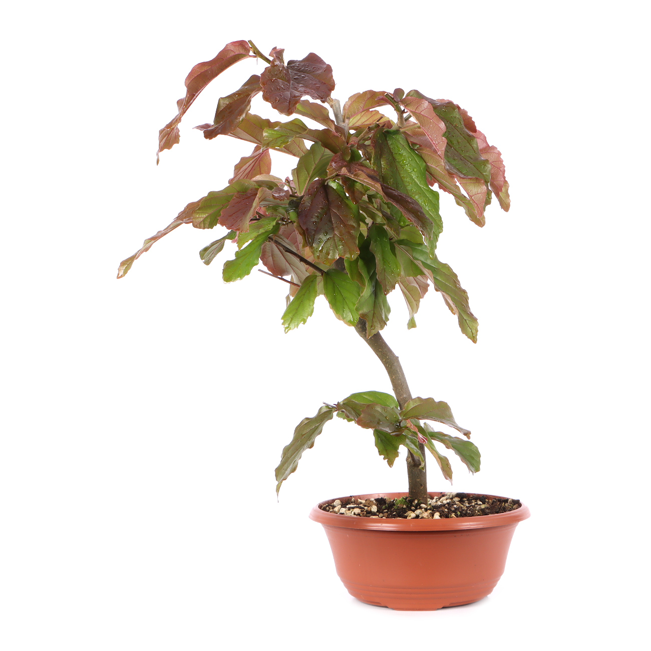 Parrotia persica 'Bella'