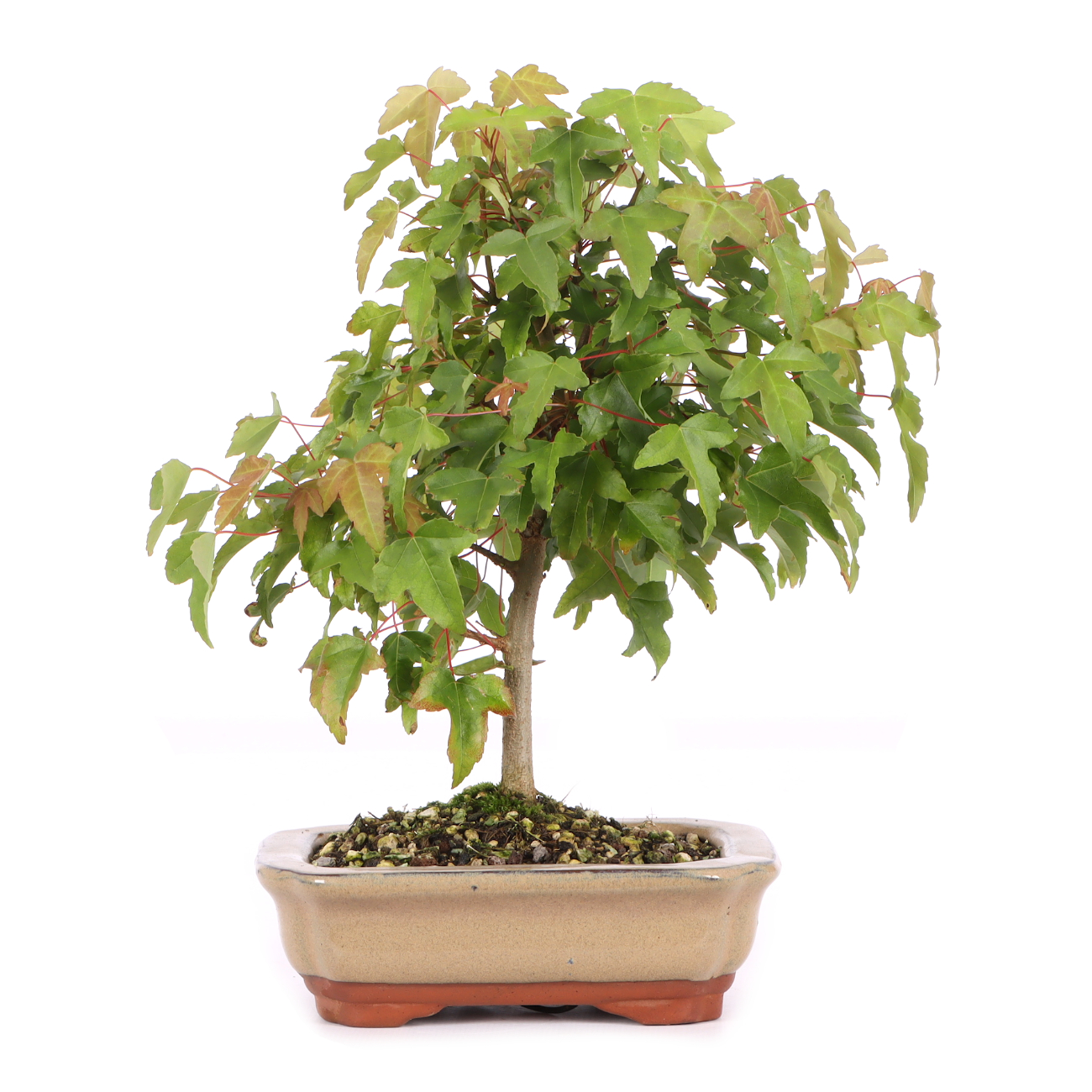 Acer buergerianum