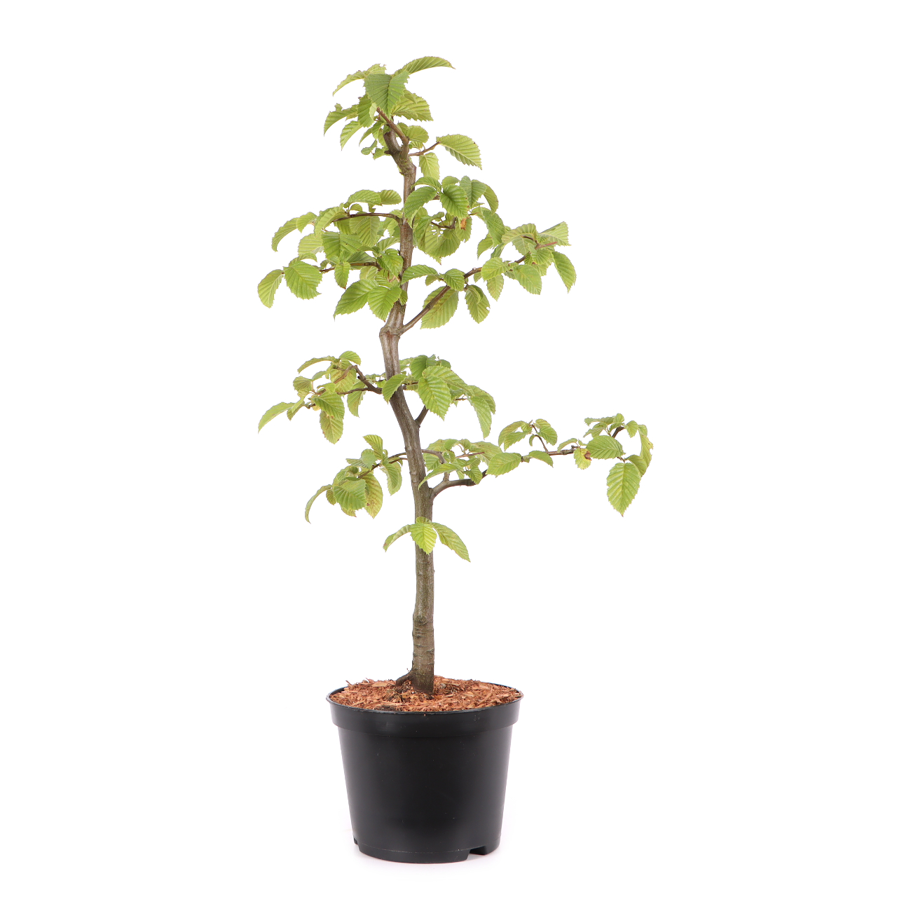 Carpinus betulus