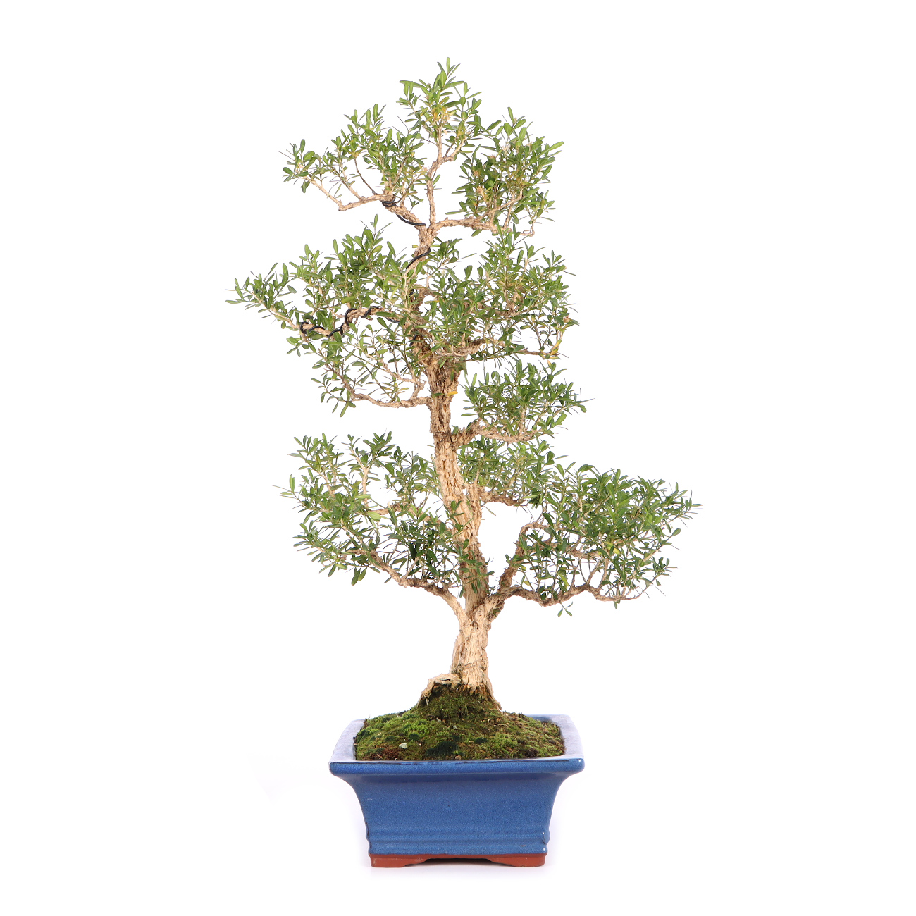 Seitenansicht rechts