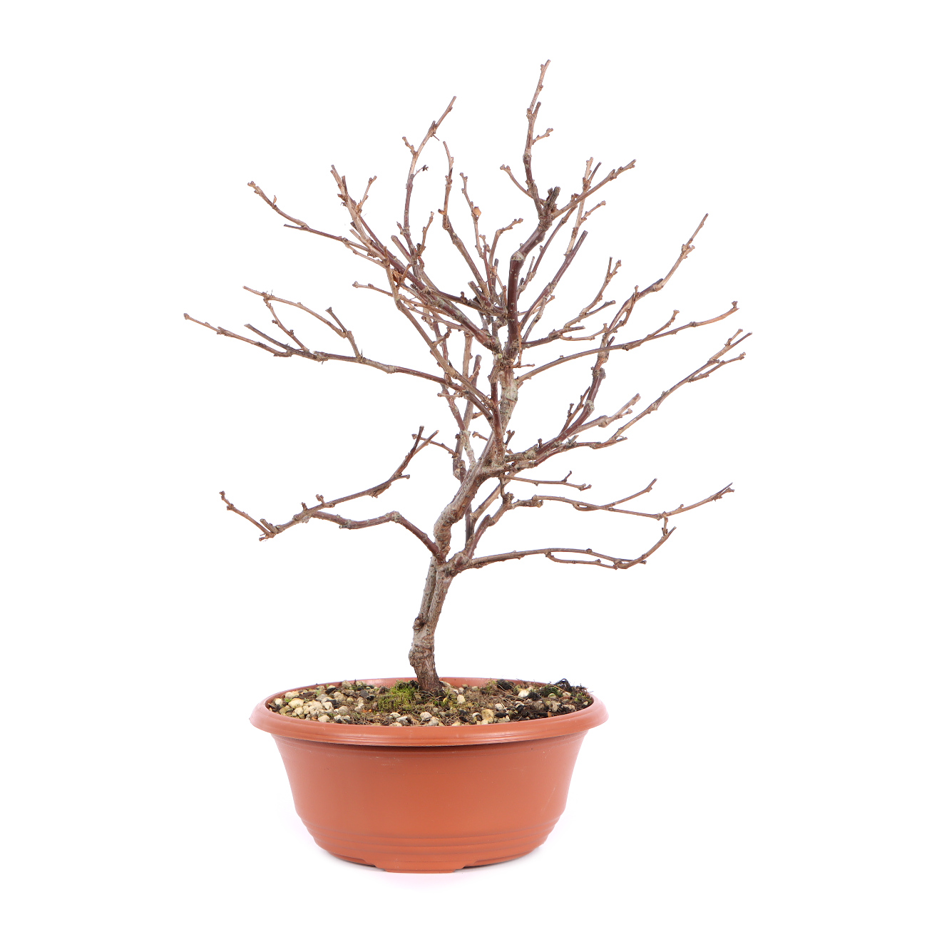 Seitenansicht rechts