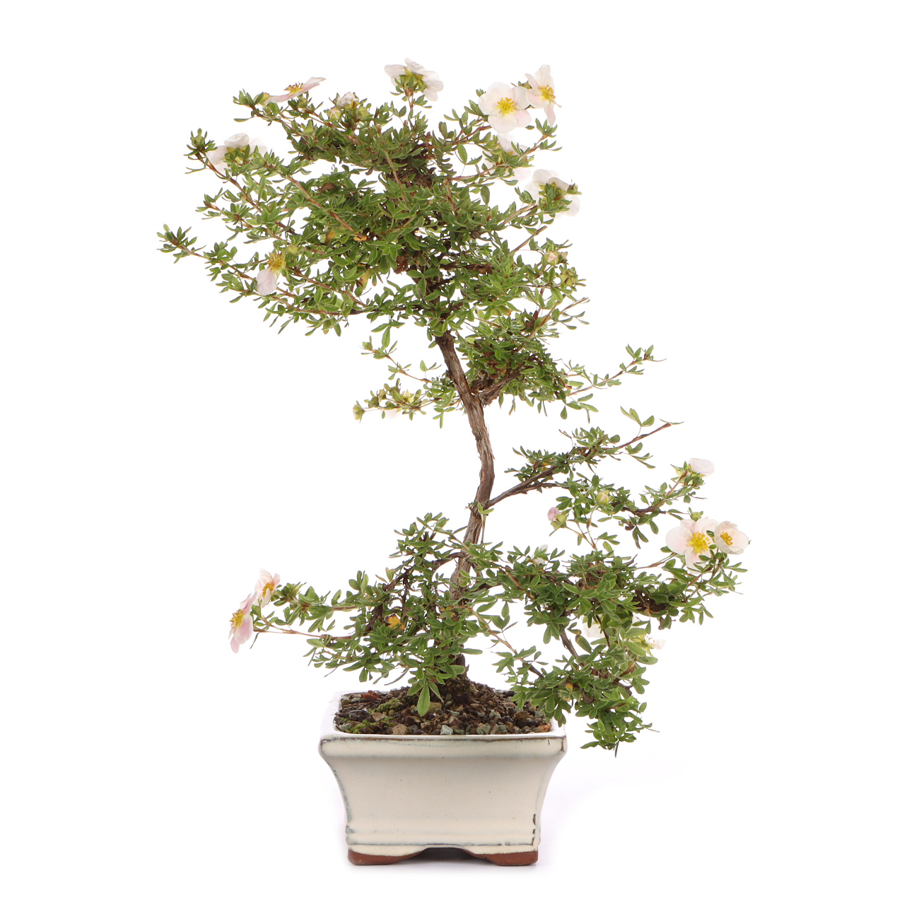 Seitenansicht rechts