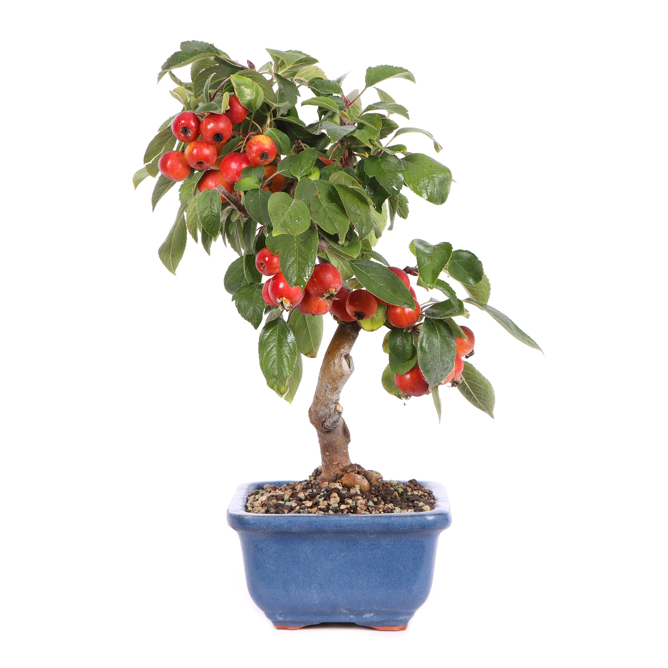 Seitenansicht rechts