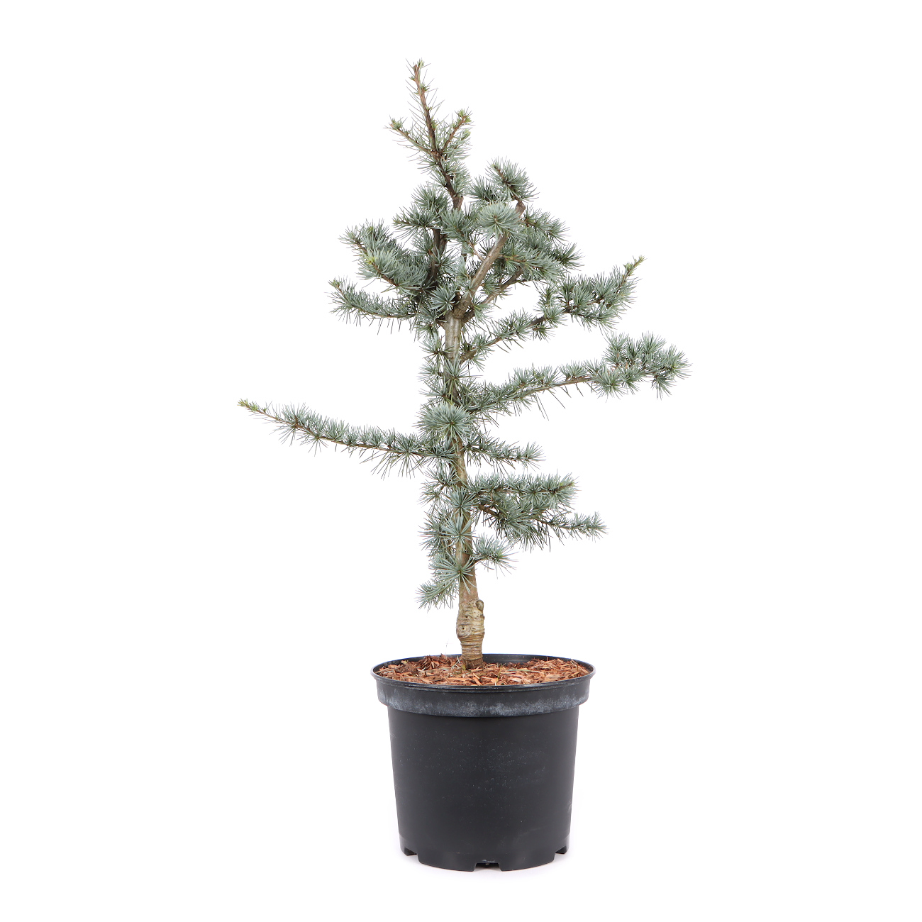 Cedrus atlantica 'Glauca'