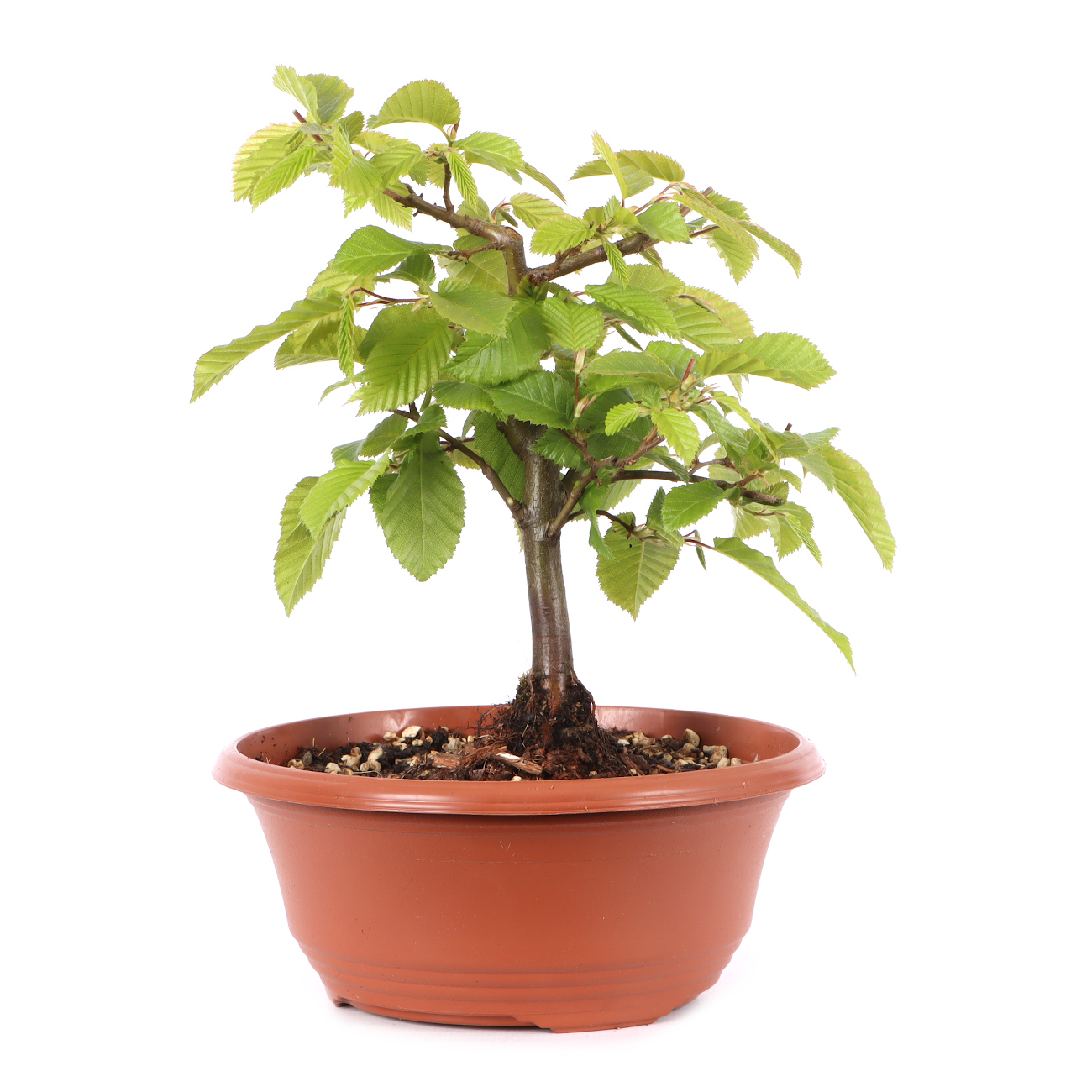 Carpinus betulus
