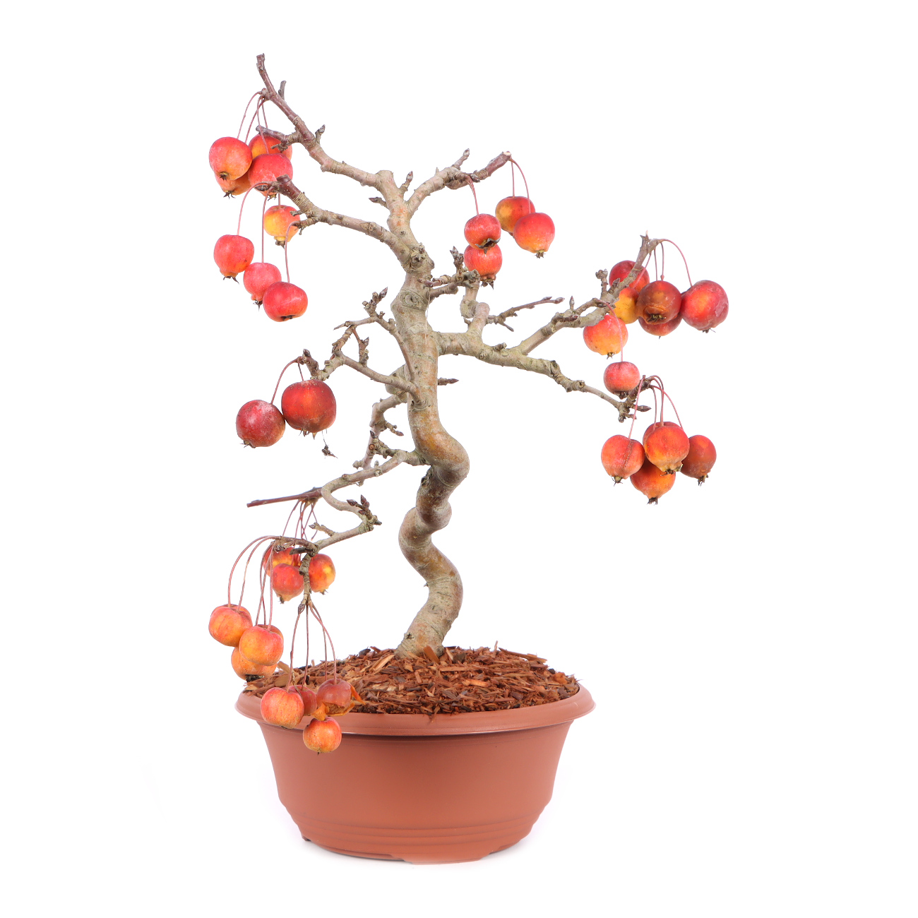 Seitenansicht rechts