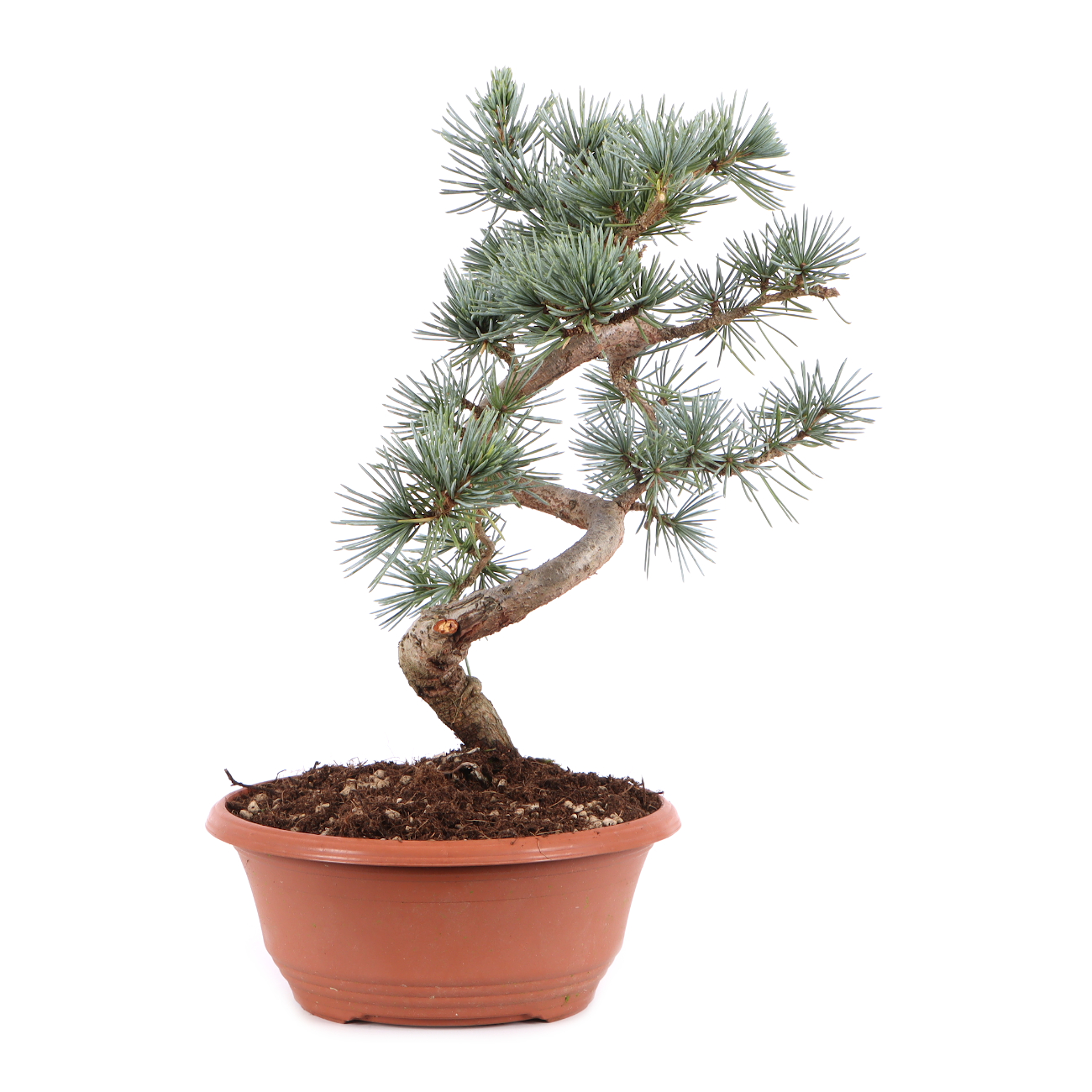 Cedrus atlantica 'Glauca'