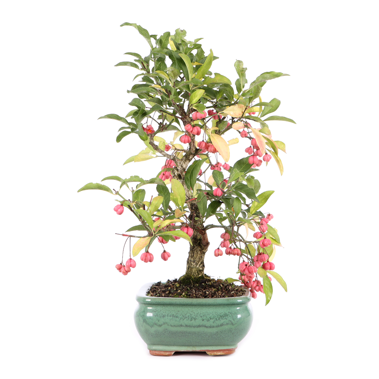Euonymus europaeus