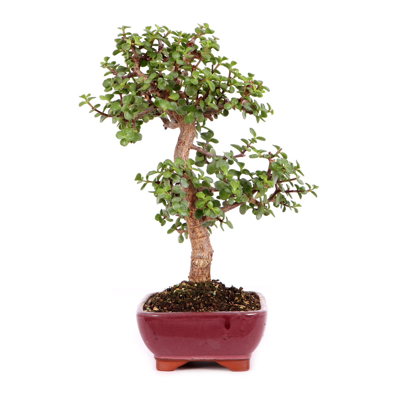 Portulacaria afra
