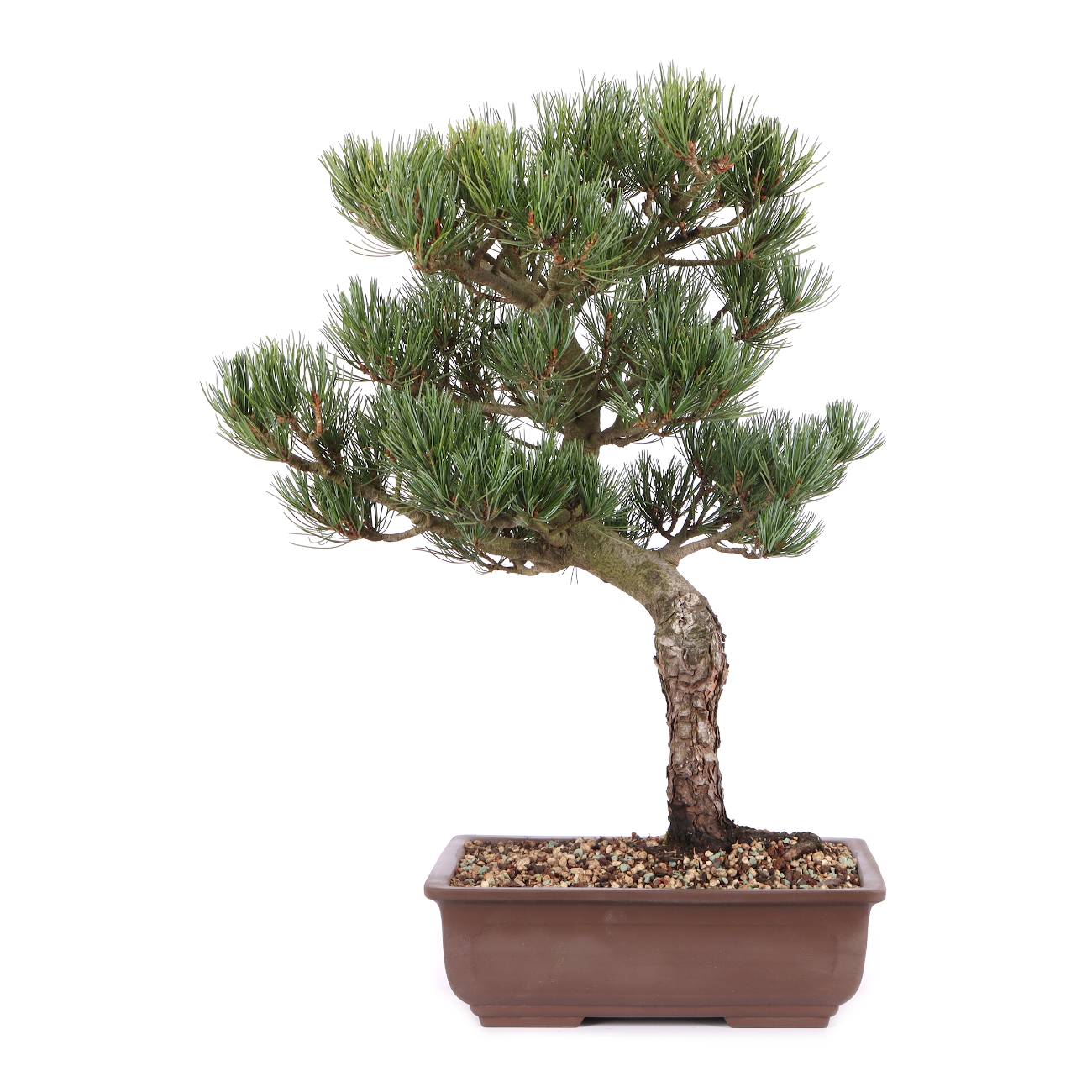 Pinus parviflora 'Glauca'