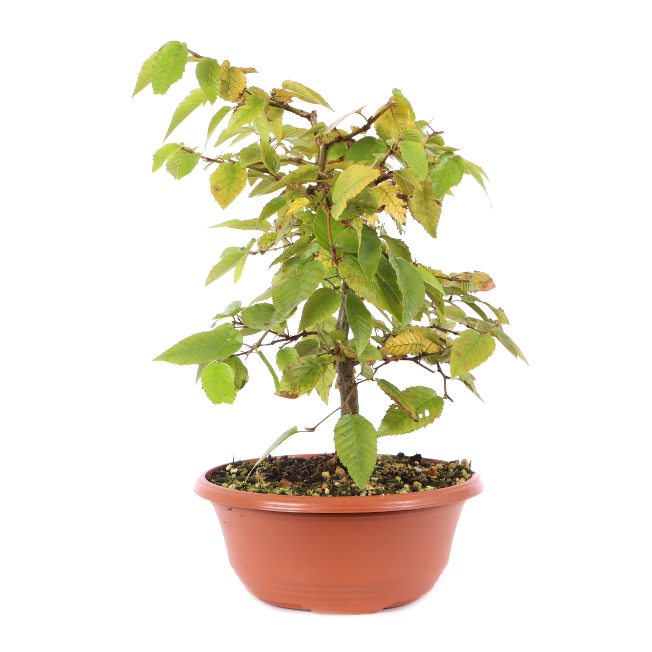 Carpinus turczaninowii