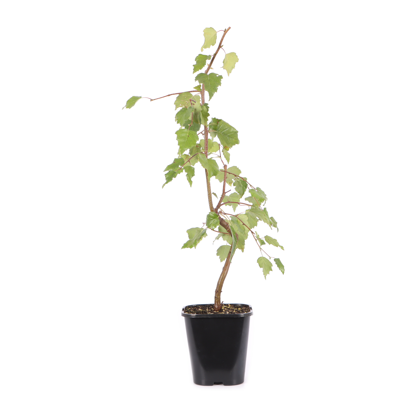 Betula pendula 'Youngii'