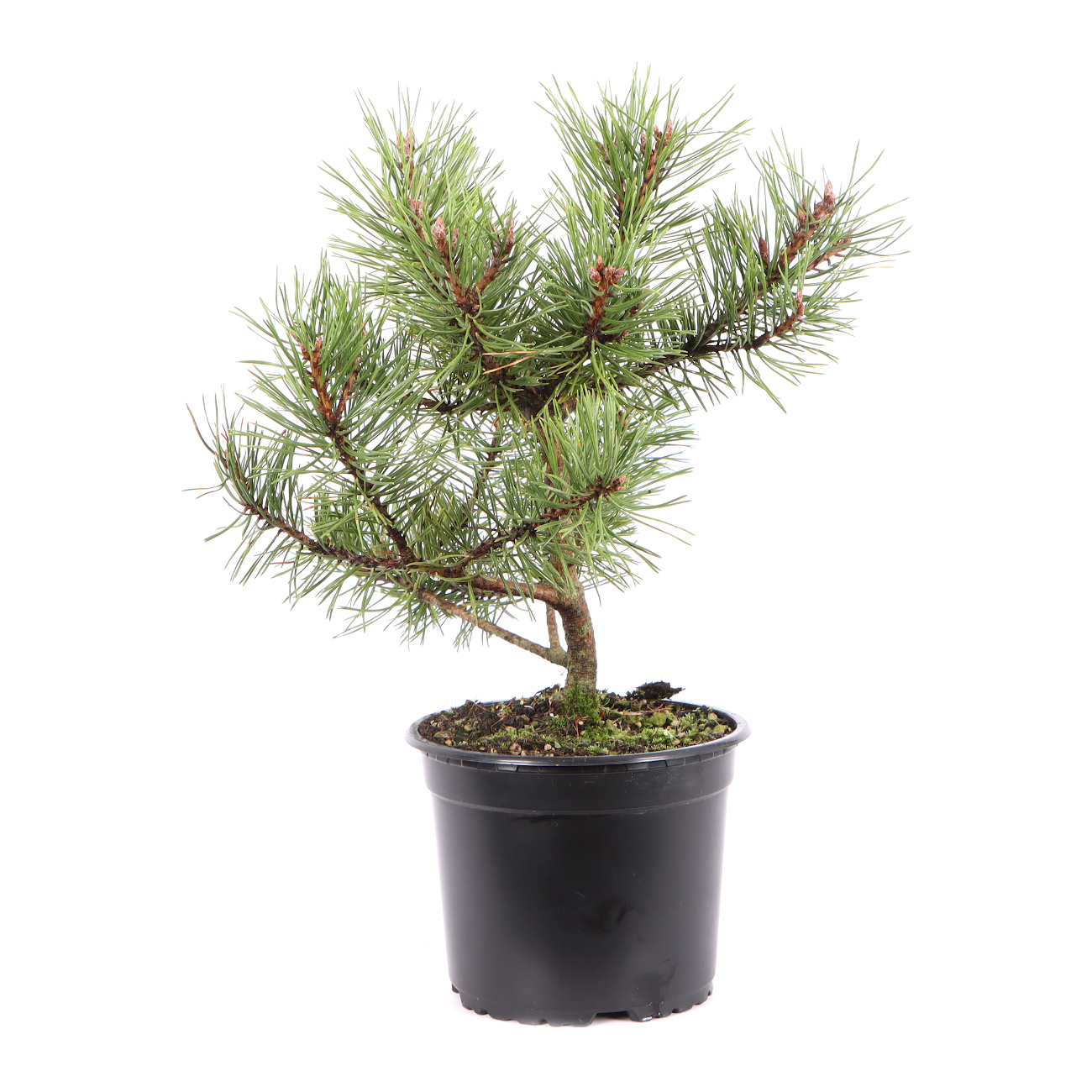 Seitenansicht rechts