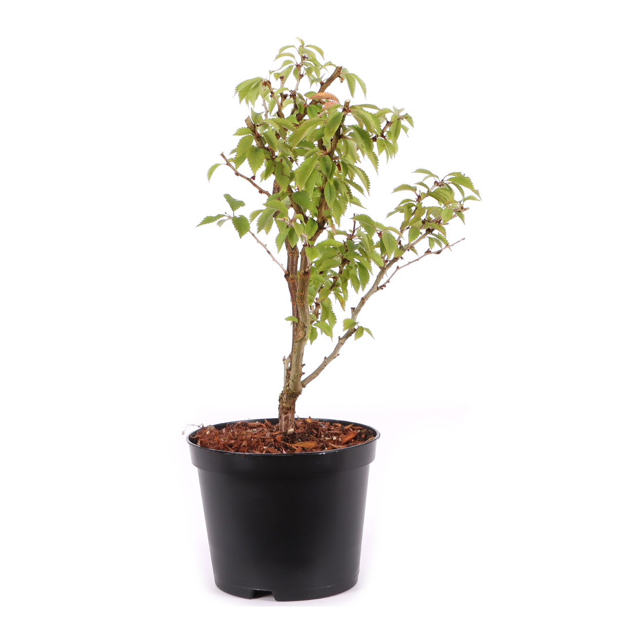 Prunus incisa 'Kojou-no-mai'