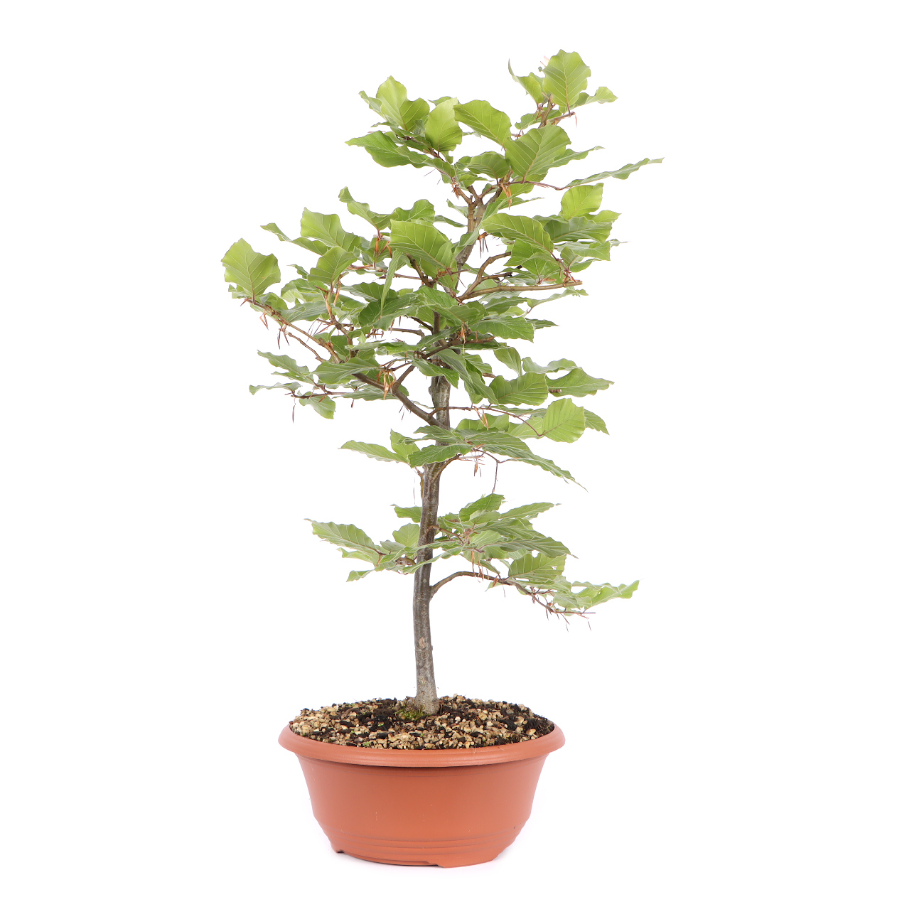 Seitenansicht rechts