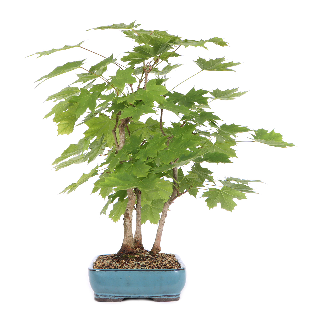 Seitenansicht rechts