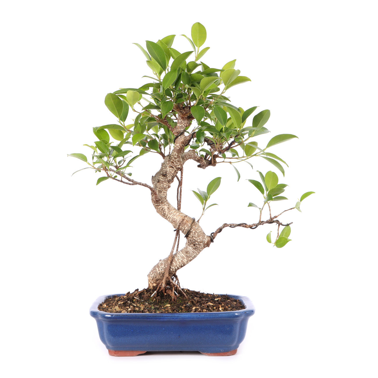 Ficus microcarpa 'Tiger Bark'