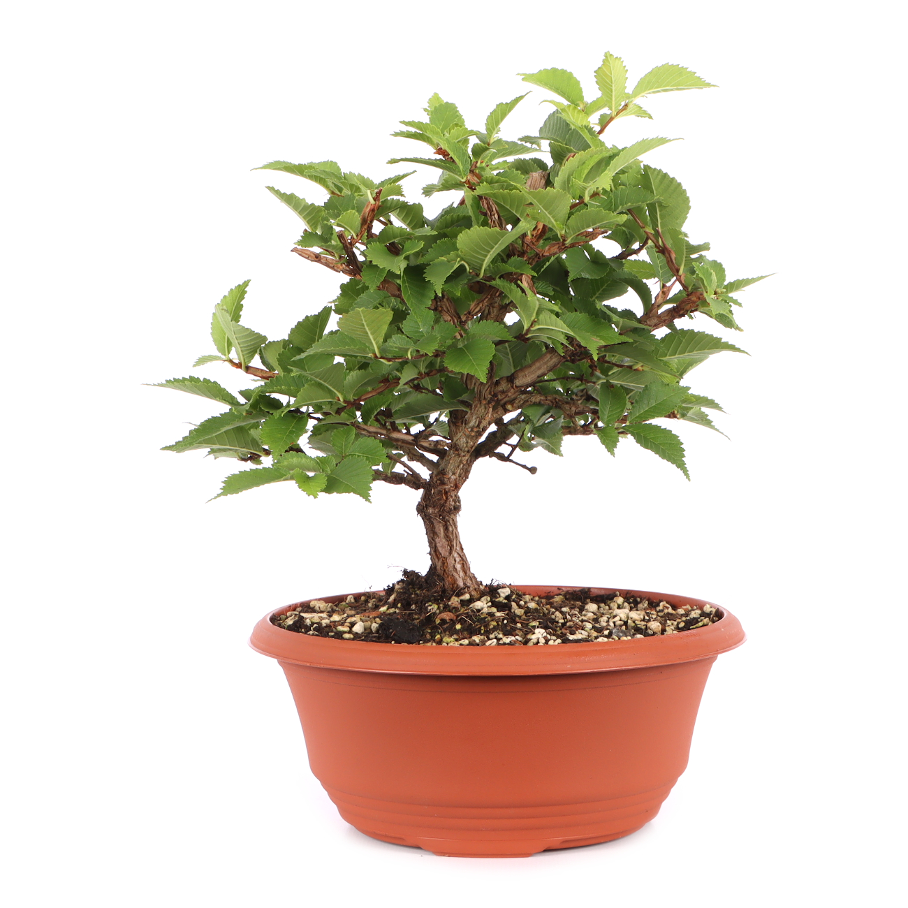 Ulmus minor var.