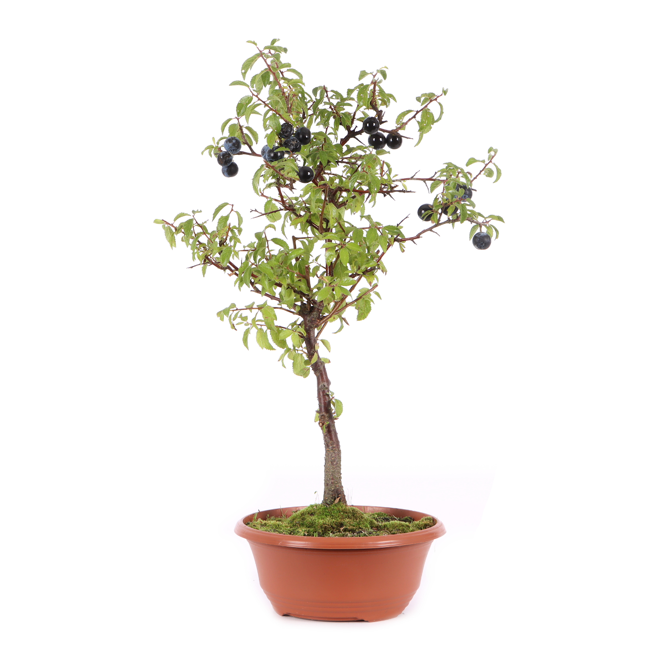 Prunus spinosa