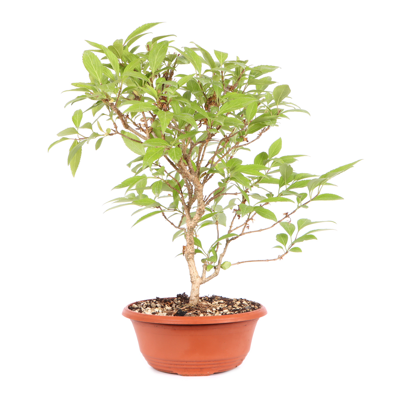 Seitenansicht rechts