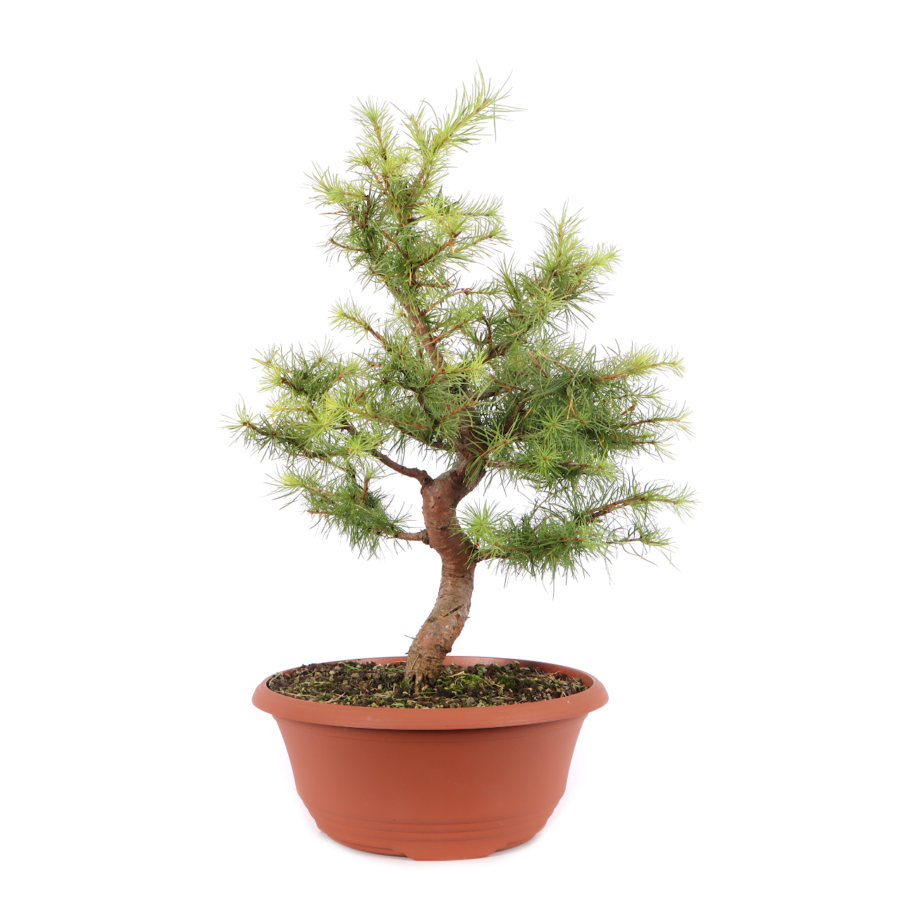 Larix kaempferi
