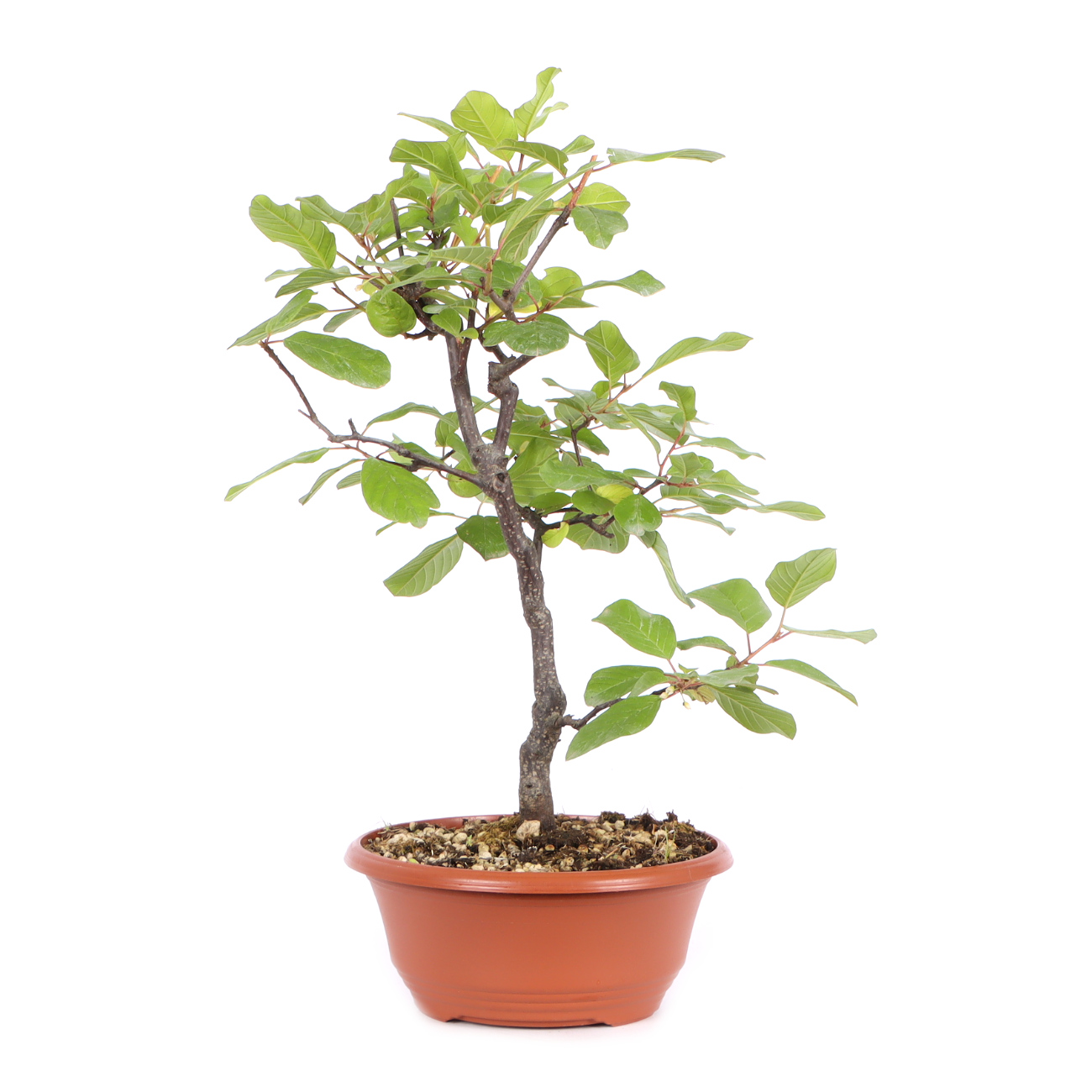 Seitenansicht rechts