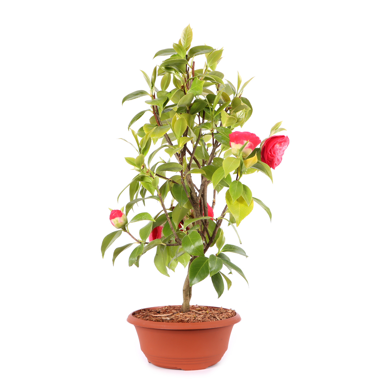 Camellia japonica 'Bonomiana'