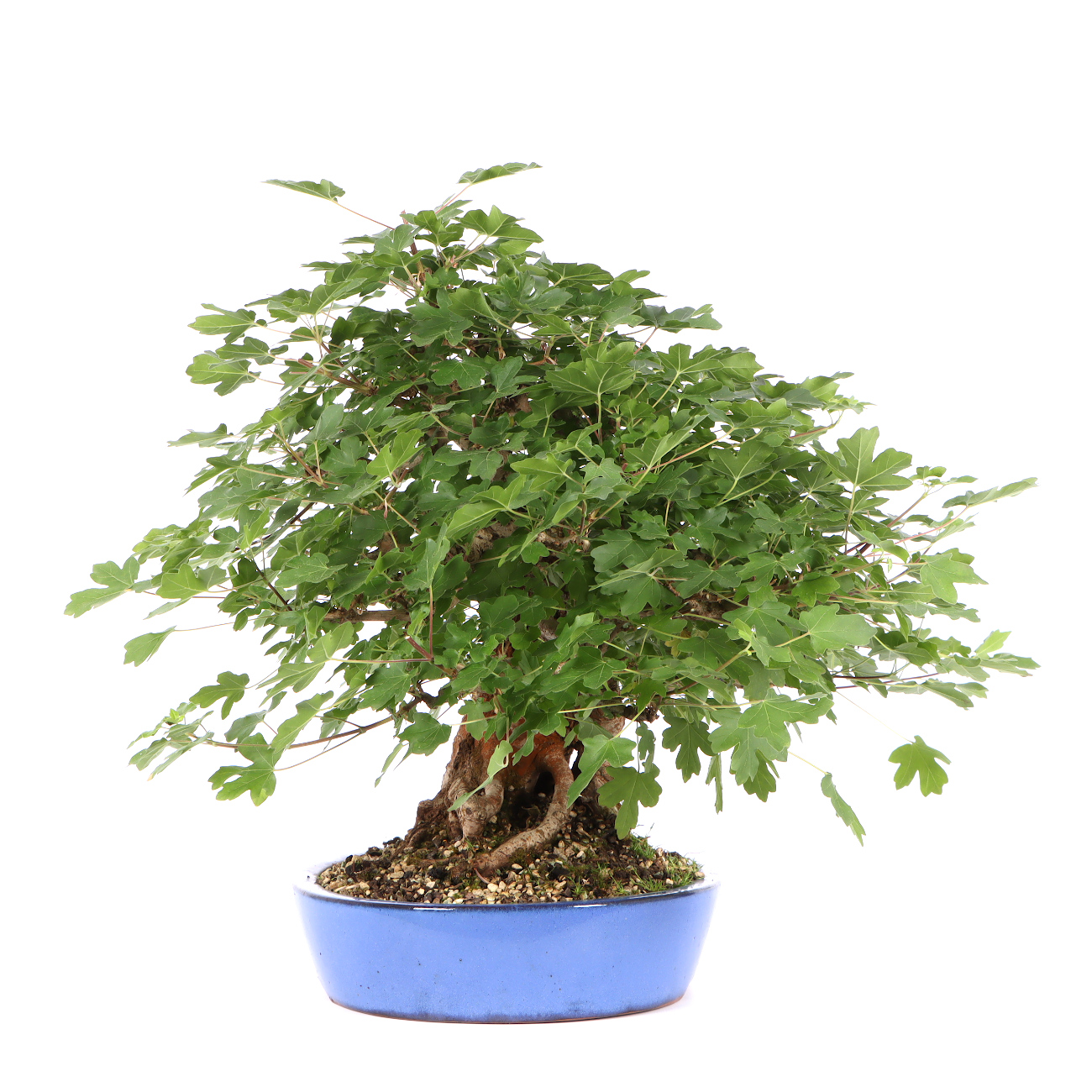 Seitenansicht rechts