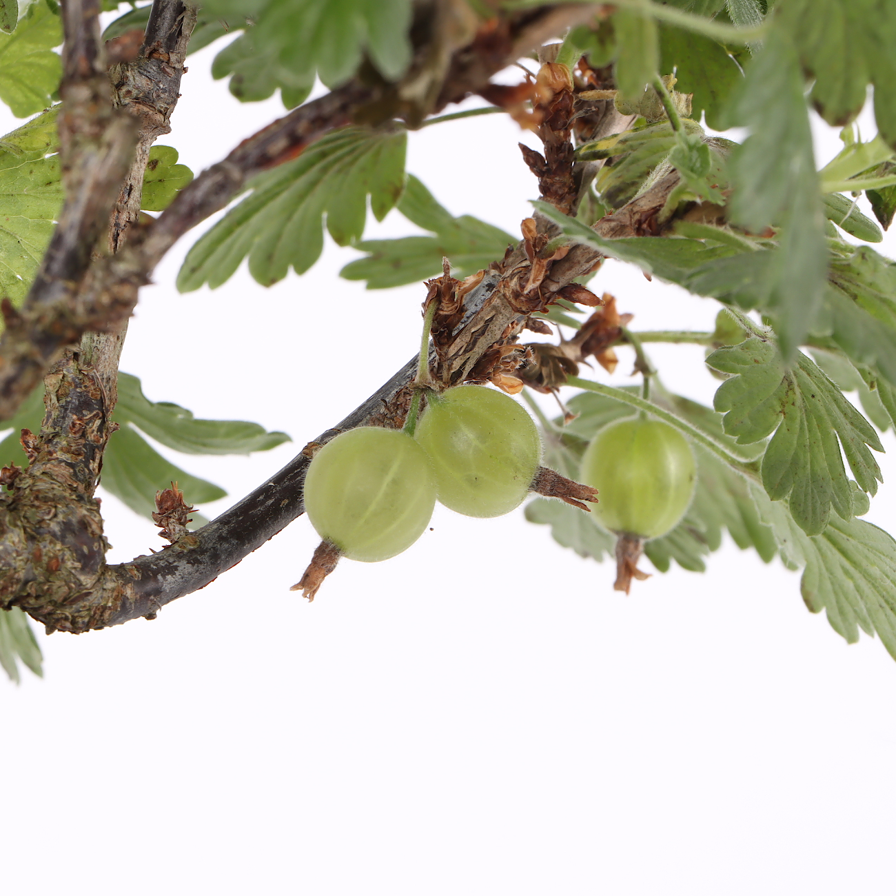 Ribes uva crispa