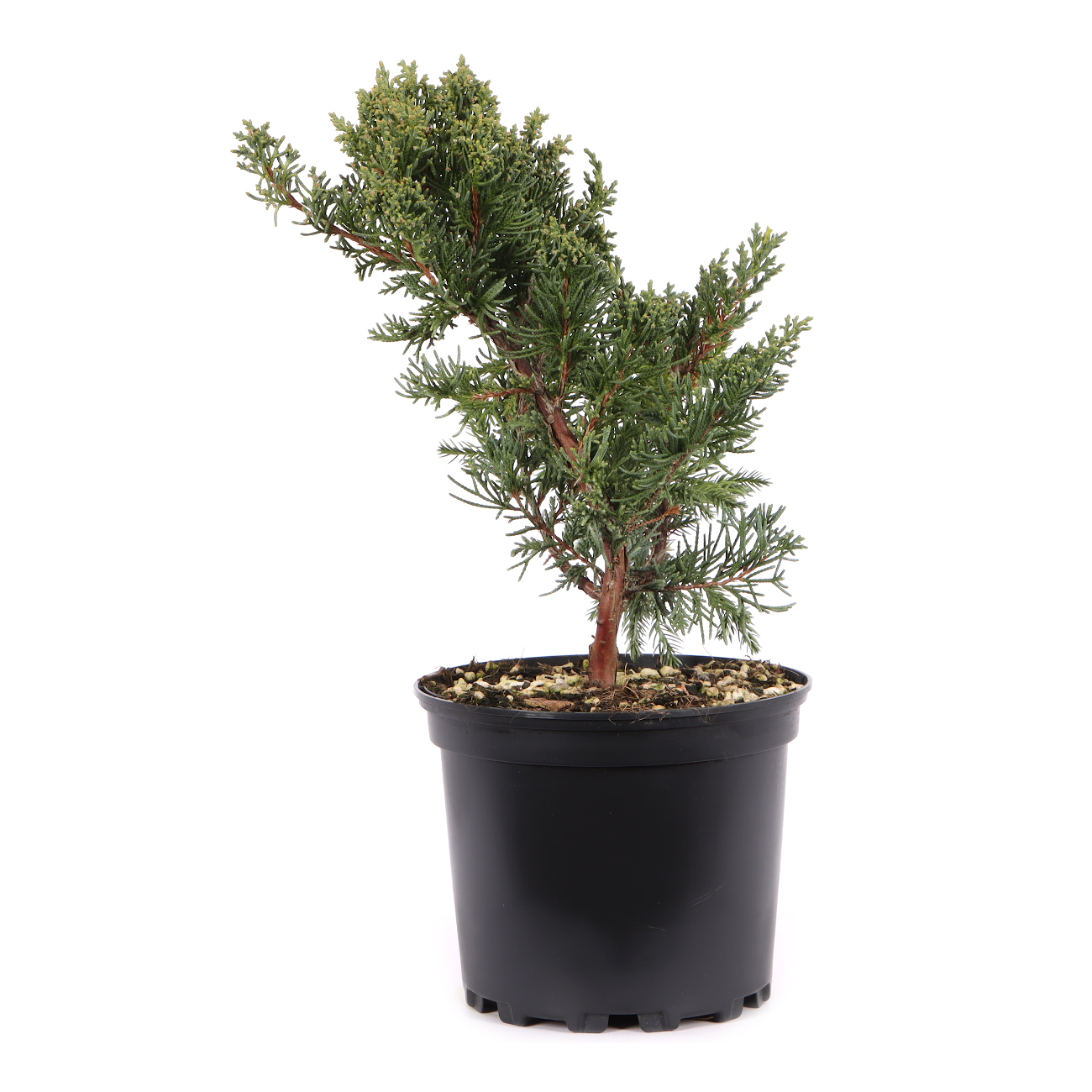 Juniperus chinensis ‘Blaauw‘