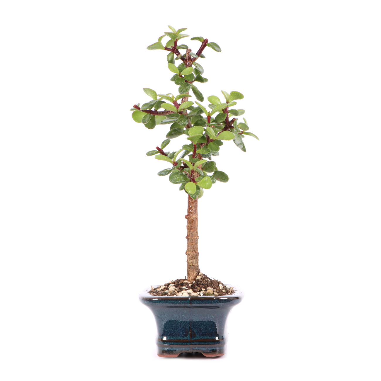 Portulacaria afra