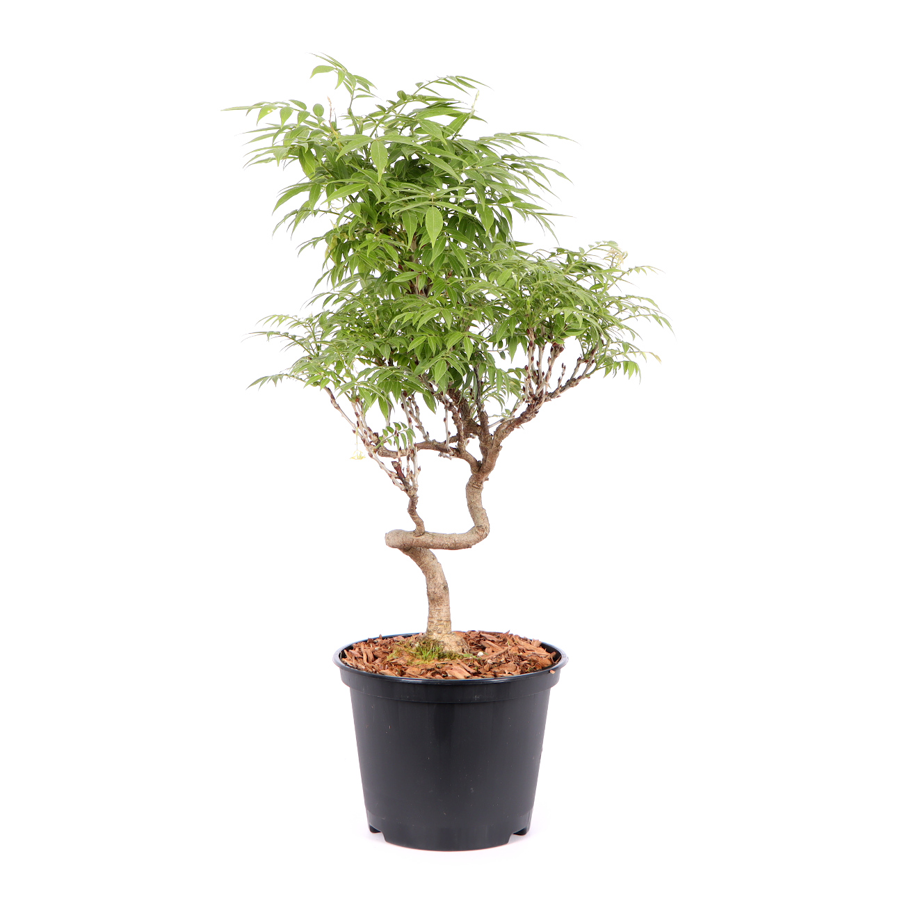 Seitenansicht rechts