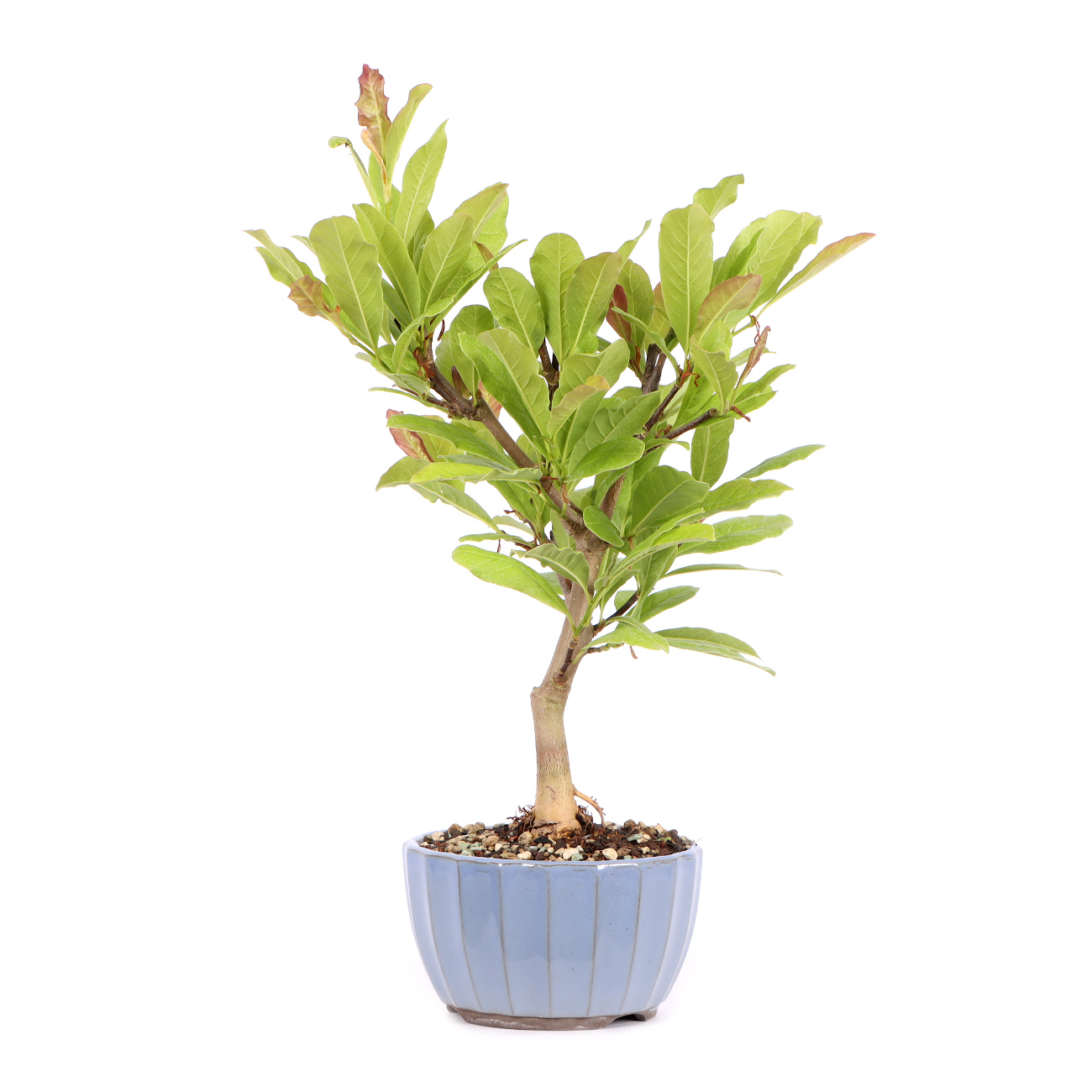 Seitenansicht rechts