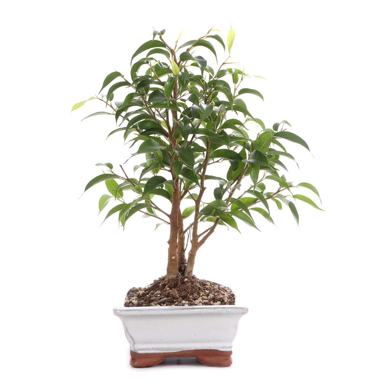 Seitenansicht rechts