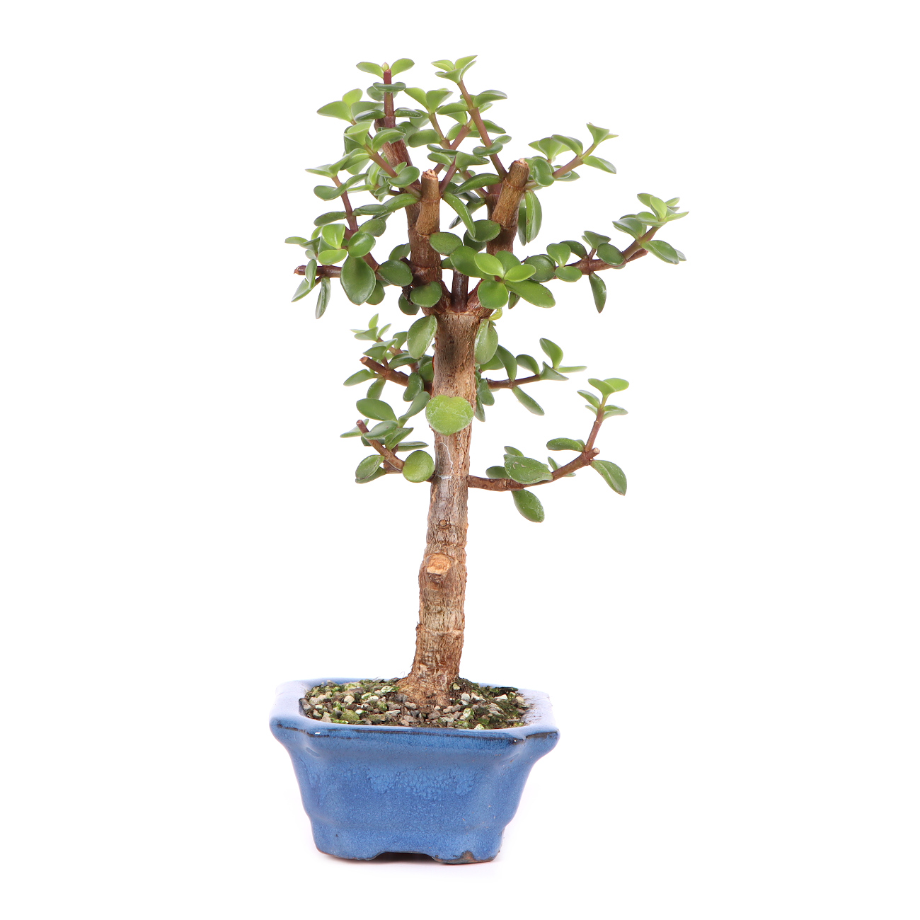 Seitenansicht rechts