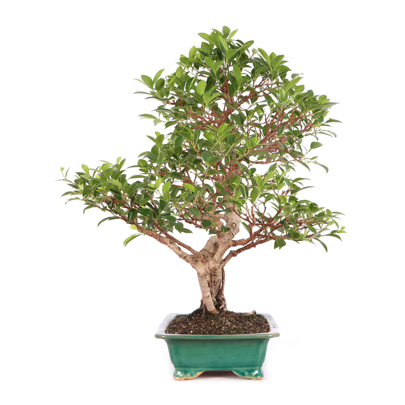 Ficus microcarpa 'Tiger Bark'