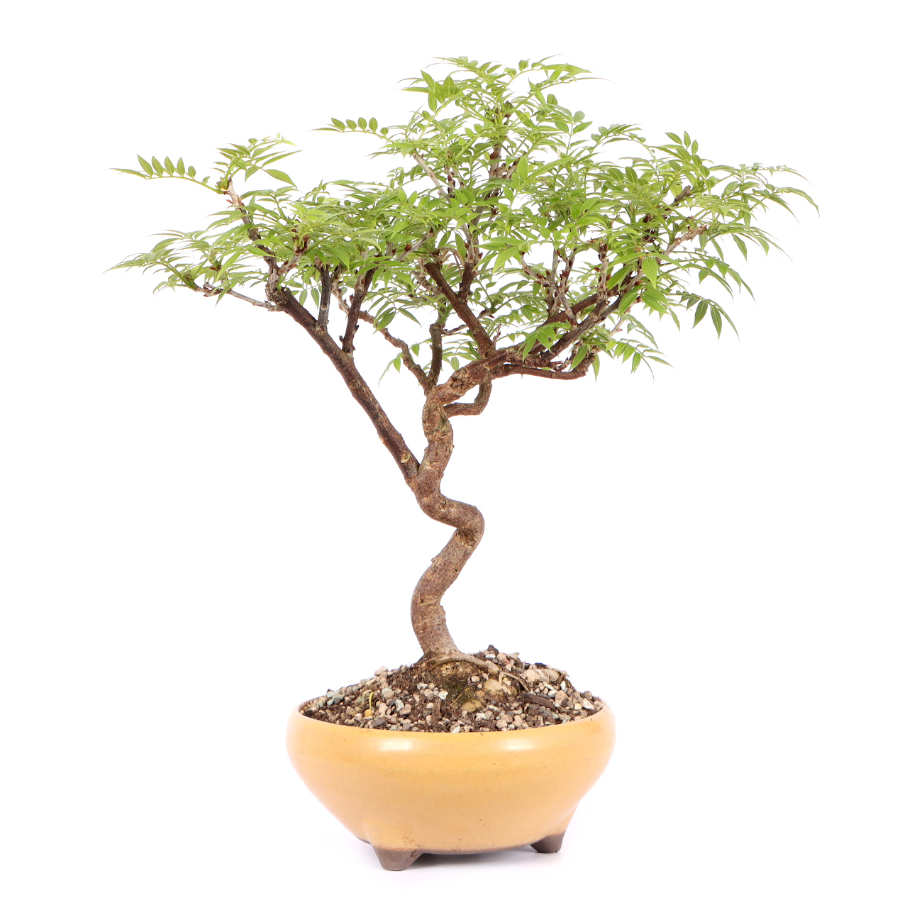 Seitenansicht rechts